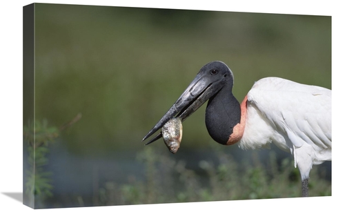 Global Gallery GCS-452525-1624-142 16 x 24 in. Jabiru Stork Catching F