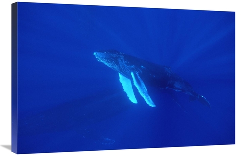 Global Gallery GCS-451028-2436-142 24 x 36 in. Humpback Whale Curious 