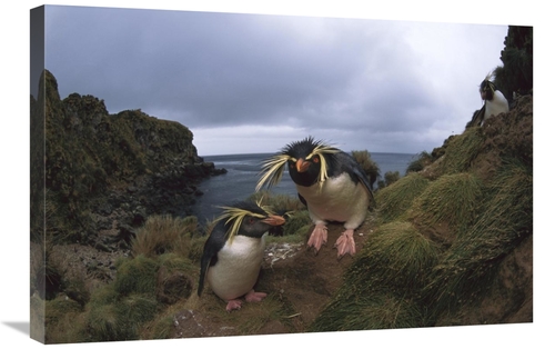 Global Gallery GCS-451804-2030-142 20 x 30 in. Rockhopper Penguin Pair