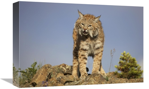 Global Gallery GCS-452206-1218-142 12 x 18 in. Bobcat, North Ameri