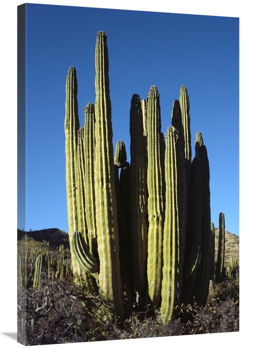 Global Gallery GCS-451713-2436-142 24 x 36 in. Cardon Cacti, Santa