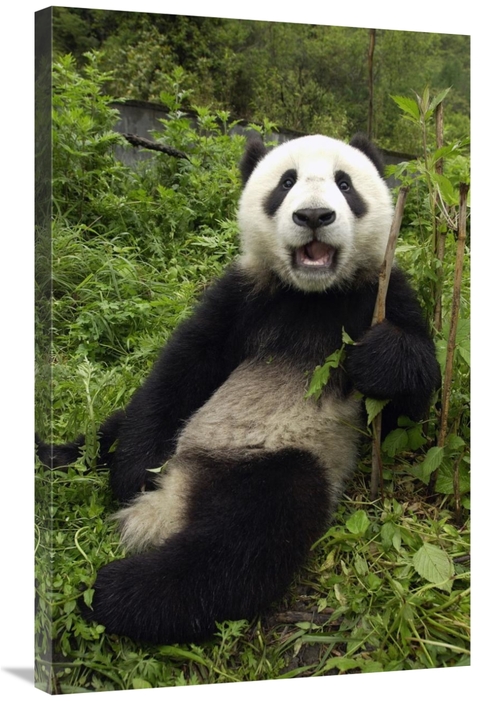 Global Gallery GCS-453017-2436-142 24 x 36 in. Giant Panda Cub Named X