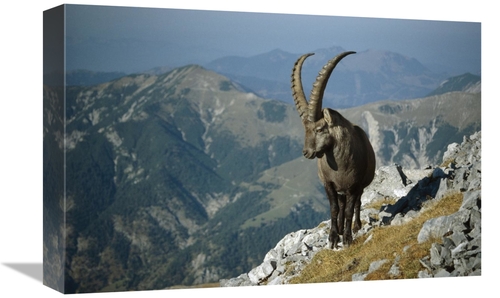 Global Gallery GCS-452628-1218-142 12 x 18 in. Alpine Ibex Male in the