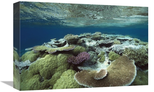 Global Gallery GCS-451022-1218-142 12 x 18 in. Great Barrier Reef Near