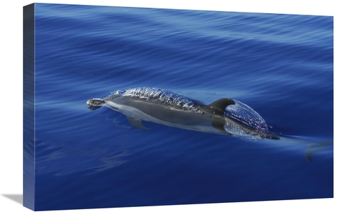 Global Gallery GCS-453577-1624-142 16 x 24 in. Pantropical Spotted Dol