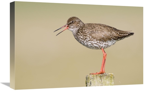 Global Gallery GCS-398238-1624-142 16 x 24 in. Common Redshank Calling