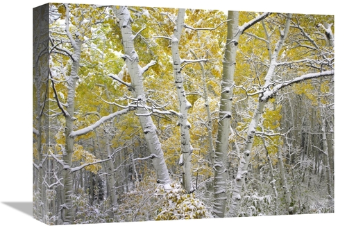 Global Gallery GCS-452177-1216-142 12 x 16 in. Quaking Aspens Near Keb