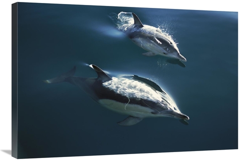 Global Gallery GCS-451698-2436-142 24 x 36 in. Common Dolphin Pair Jum