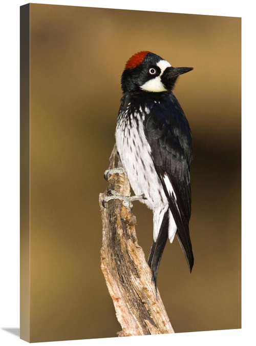 Global Gallery GCS-453357-2030-142 20 x 30 in. Acorn Woodpecker Female