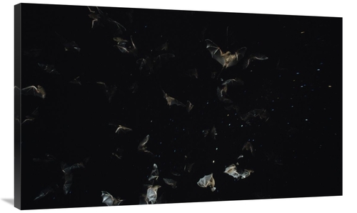 Global Gallery GCS-452519-44-142 44 in. Bats Flying Against Starry Nig