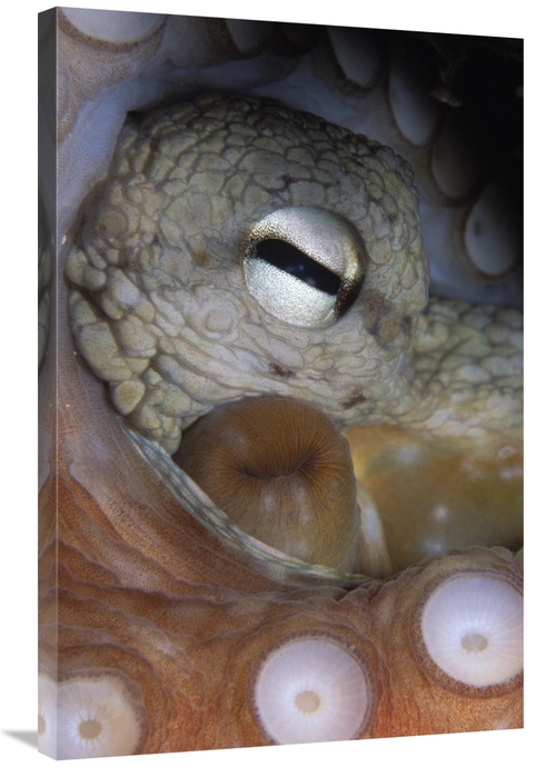 Global Gallery GCS-397591-2436-142 24 x 36 in. Common Octopus Close Up