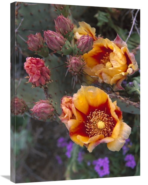 Global Gallery GCS-395993-2432-142 24 x 32 in. Opuntia in Bloom, N