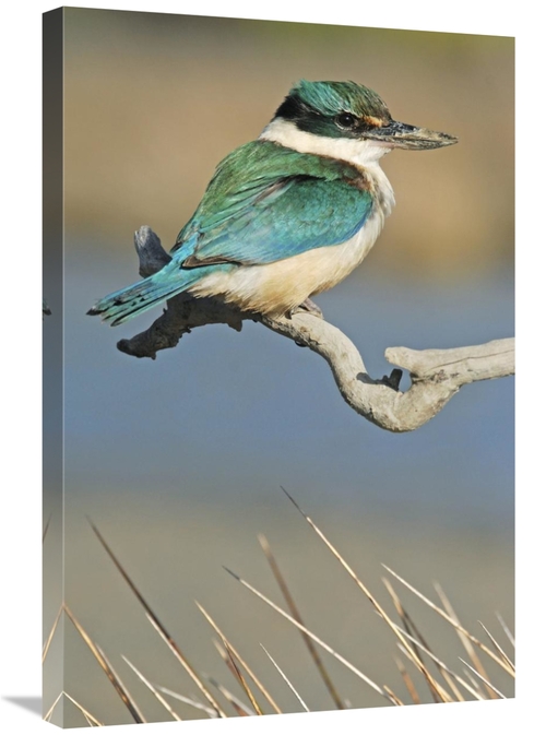 Global Gallery GCS-397461-2030-142 20 x 30 in. Sacred Kingfisher, 