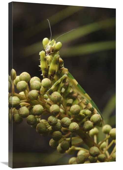 Global Gallery GCS-397536-2436-142 24 x 36 in. Mantis on Pitcher Plant