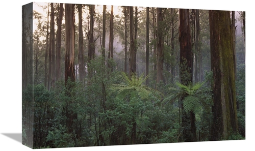 Global Gallery GCS-452566-1218-142 12 x 18 in. Mountain-Ash Forest&#44