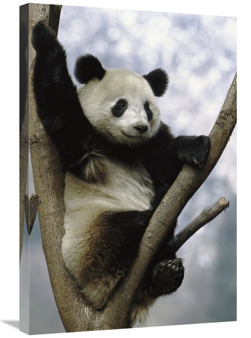 Global Gallery GCS-397901-2030-142 20 x 30 in. Giant Panda in Tree&#44