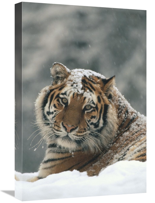 Global Gallery GCS-452332-1624-142 16 x 24 in. Siberian Tiger Portrait