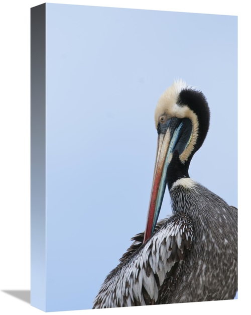 Global Gallery GCS-453654-1218-142 12 x 18 in. Peruvian Pelican in Bre