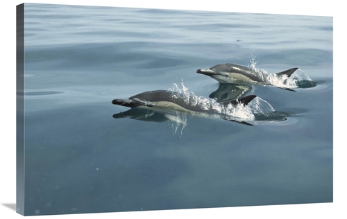 Global Gallery GCS-453443-2436-142 24 x 36 in. Common Dolphin Pair Sur