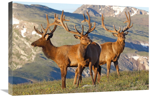 Global Gallery GCS-486498-30-142 30 in. Teh Summer Range Art Print - V