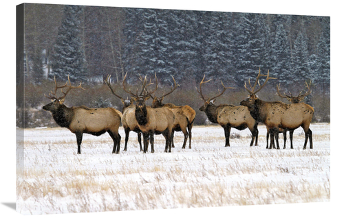 Global Gallery GCS-486584-36-142 36 in. The Gathering Art Print - Vic 