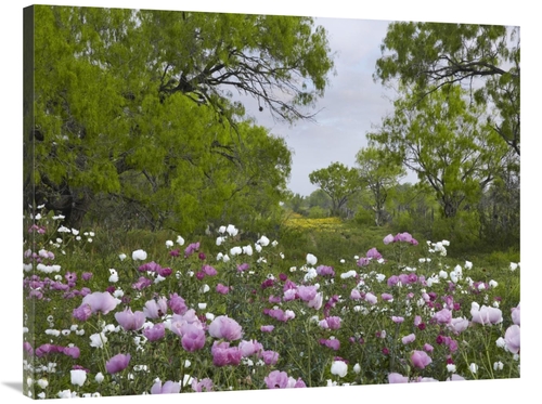 Global Gallery GCS-396326-3040-142 30 x 40 in. Long Pricklyhead Poppy 