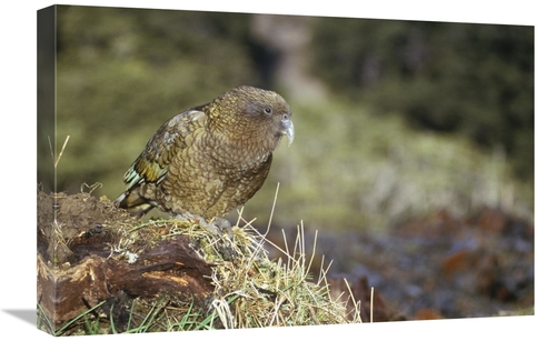 Global Gallery GCS-451065-1624-142 16 x 24 in. Kea Portrait, Arthu