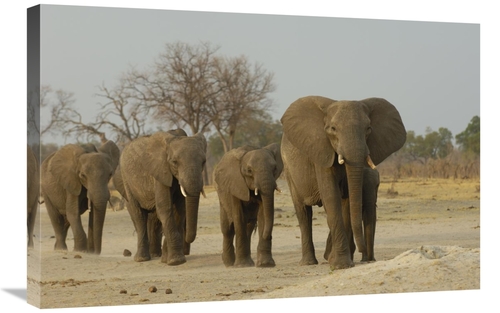 Global Gallery GCS-453268-2030-142 20 x 30 in. African Elephant Herd W