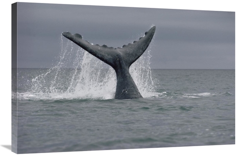 Global Gallery GCS-450649-2436-142 24 x 36 in. Southern Right Whale Ta