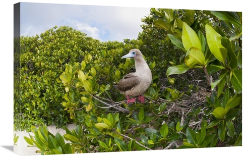 Global Gallery GCS-395640-2030-142 20 x 30 in. Red-Footed Booby Perchi