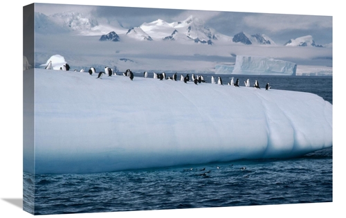 Global Gallery GCS-450636-1624-142 16 x 24 in. Chinstrap Penguin Group