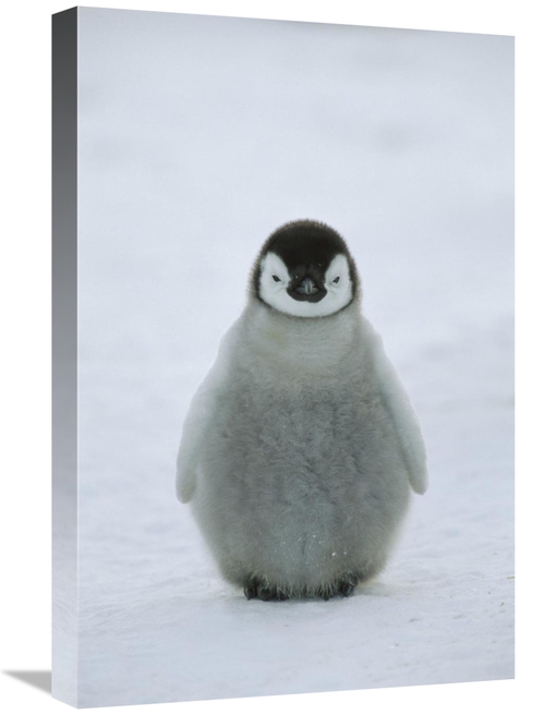 Global Gallery GCS-452415-1624-142 16 x 24 in. Emperor Penguin Chick P