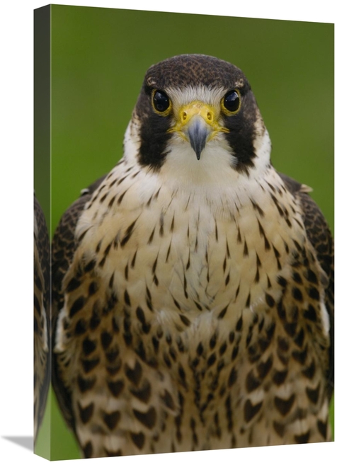 Global Gallery GCS-453104-1624-142 16 x 24 in. Peregrine Falcon Portra