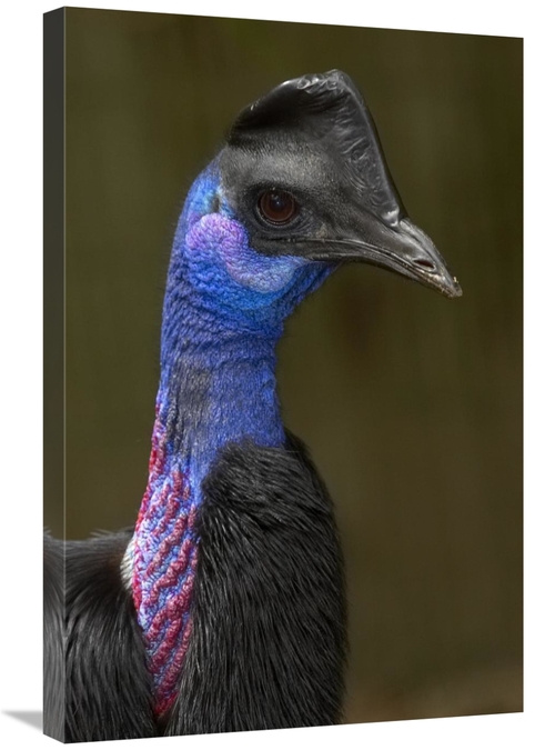 Global Gallery GCS-450900-2030-142 20 x 30 in. Dwarf Cassowary Portrai