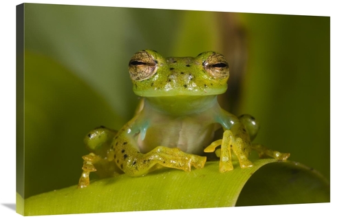 Global Gallery GCS-397900-2436-142 24 x 36 in. Emerald Glass Frog,