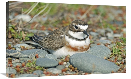 Global Gallery GCS-397460-36-142 36 in. Double-Banded Plover on Ground