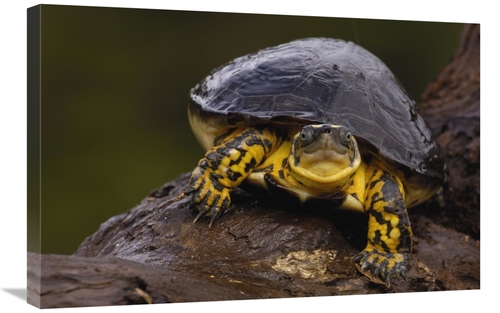 Global Gallery GCS-453108-2030-142 20 x 30 in. Colombian Wood Turtle P