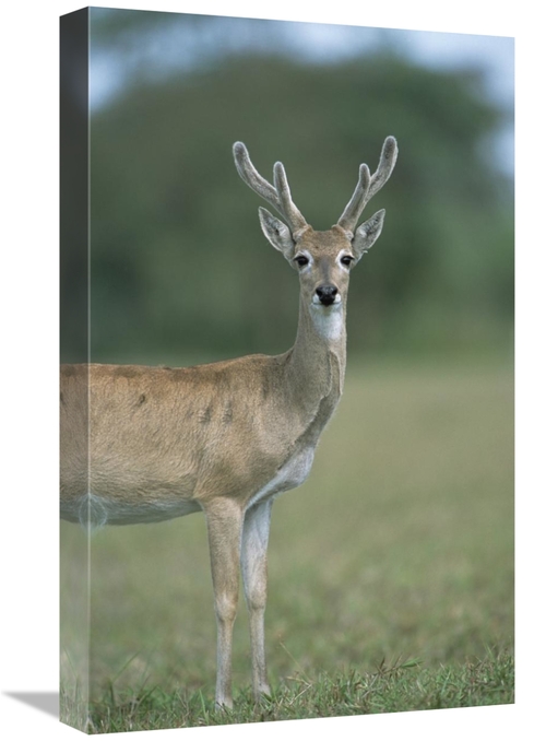 Global Gallery GCS-451477-22-142 22 in. Pampas Deer Buck in Velvet&#44