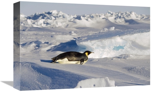 Global Gallery GCS-452372-1218-142 12 x 18 in. Emperor Penguin Tobogga