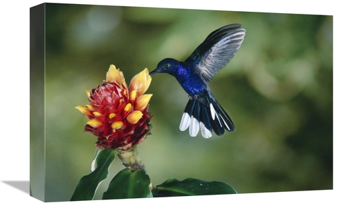 Global Gallery  12 x 18 in. Violet Sabre-Wing Hummingbird, Feeding