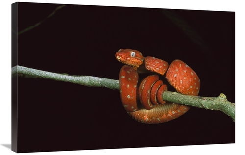 Global Gallery GCS-453203-2436-142 24 x 36 in. Emerald Tree Boa Coiled