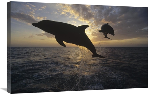 Global Gallery GCS-452356-2436-142 24 x 36 in. Bottlenose Dolphin Leap
