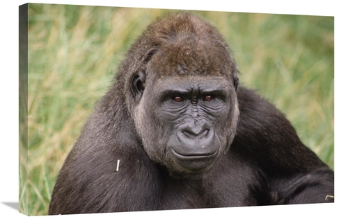 Global Gallery GCS-452769-2030-142 20 x 30 in. Western Lowland Gorilla