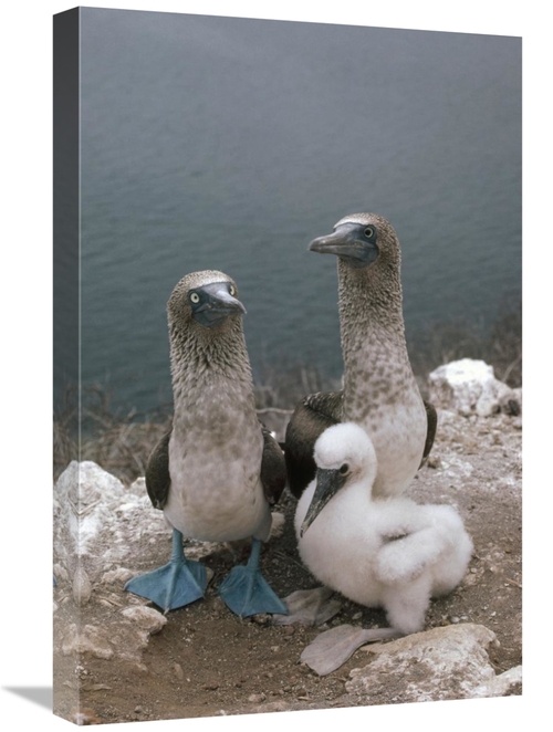 Global Gallery GCS-451097-1624-142 16 x 24 in. Blue-Footed Booby Paren