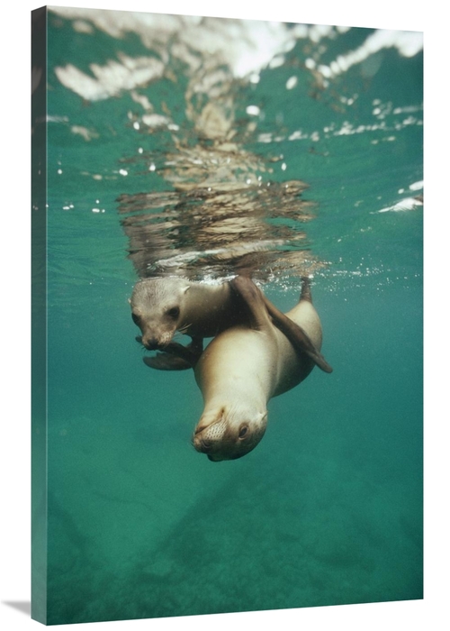 Global Gallery GCS-451314-2436-142 24 x 36 in. California Sea Lion Juv