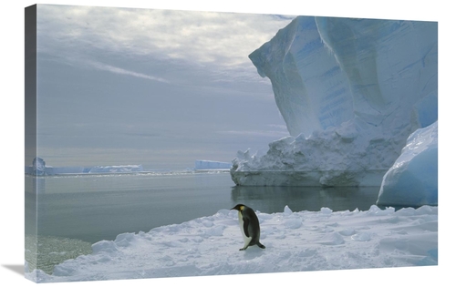 Global Gallery GCS-451725-2030-142 20 x 30 in. Emperor Penguin Walking