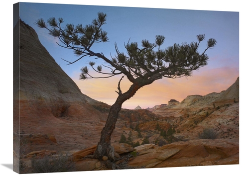 Global Gallery GCS-397058-2432-142 24 x 32 in. Lone Pine Tree with Eas