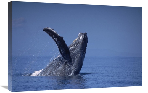 Global Gallery GCS-450996-2030-142 20 x 30 in. Humpback Whale Breachin