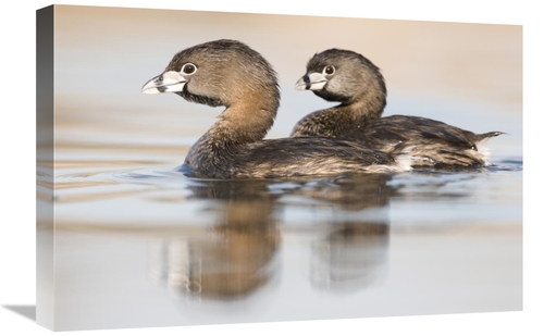 Global Gallery GCS-397426-1624-142 16 x 24 in. Pied-Billed Grebe Pair 