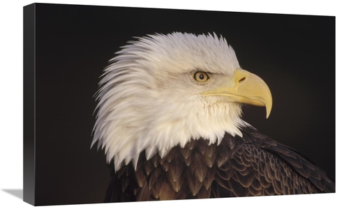 Global Gallery GCS-452739-1624-142 16 x 24 in. Bald Eagle Portrait&#44